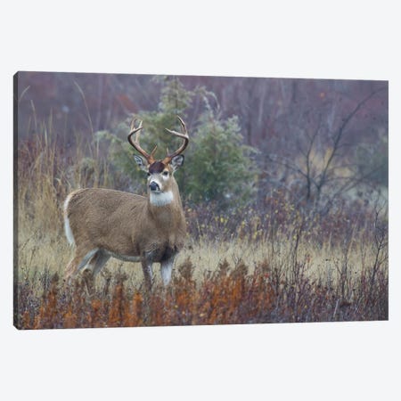 White-tail deer buck Canvas Print #CHE145} by Ken Archer Canvas Artwork