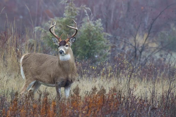 Ken Archer: White-tail deer buck II by Ken Archer