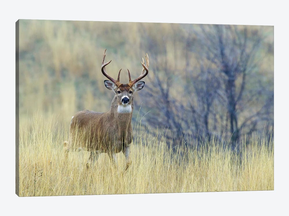 White-tail deer buck by Ken Archer 1-piece Canvas Art
