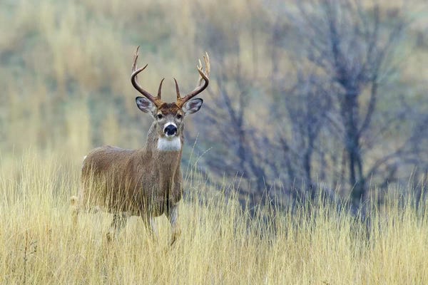 Ken Archer: White-tail deer buck III by Ken Archer