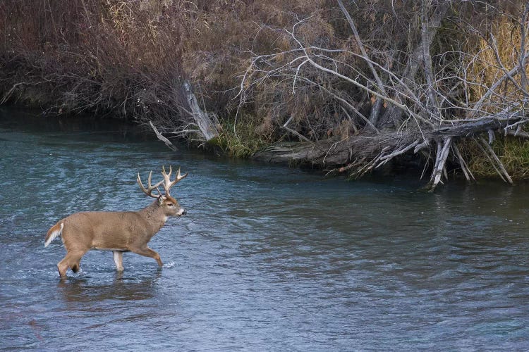 White-tail deer buck crossing river