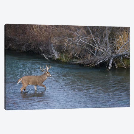 White-tail deer buck crossing river Canvas Print #CHE147} by Ken Archer Canvas Wall Art