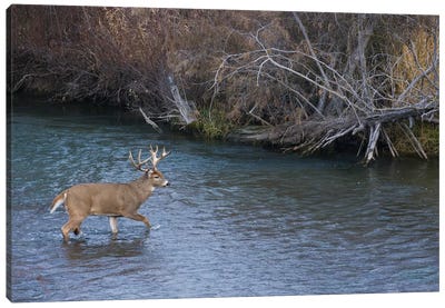 White-tail deer buck crossing river Canvas Art Print
