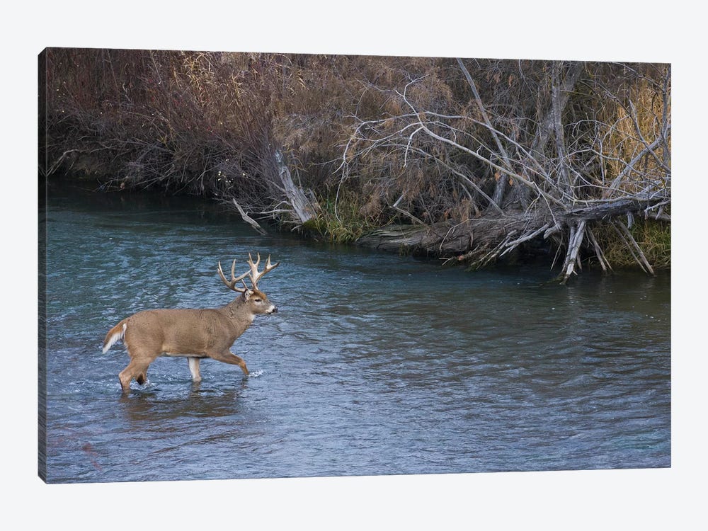 White-tail deer buck crossing river by Ken Archer 1-piece Canvas Print
