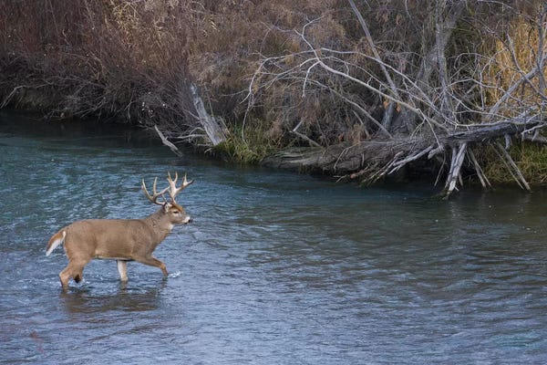 Ken Archer: White-tail deer buck crossing river by Ken Archer