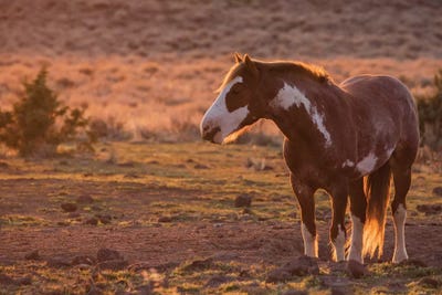 Wild horse at mineral lick by Ken Archer canvas print