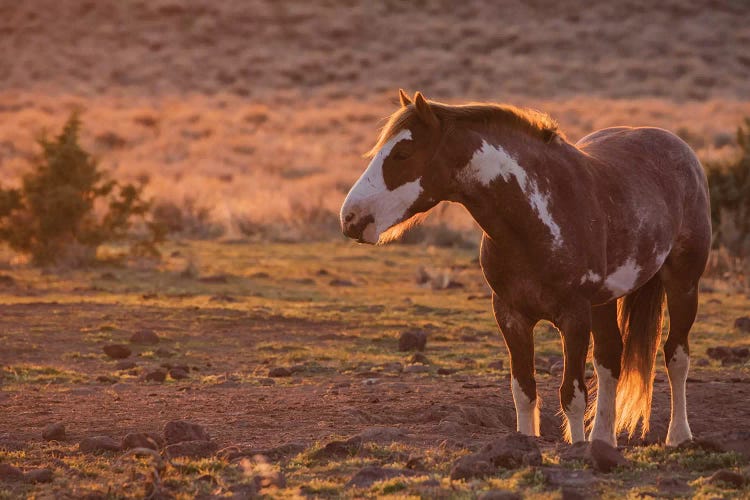 Wild horse at mineral lick