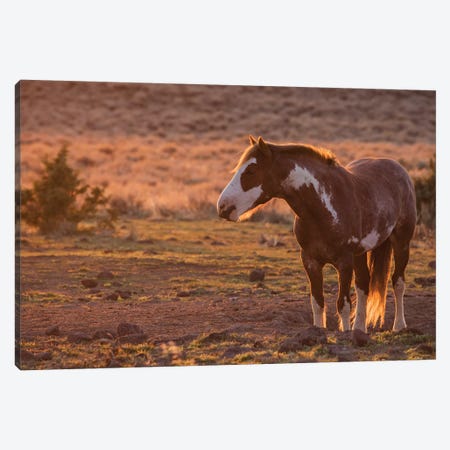 Wild horse at mineral lick Canvas Print #CHE148} by Ken Archer Art Print