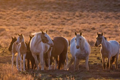 Wild horses at mineral lick by Ken Archer canvas print