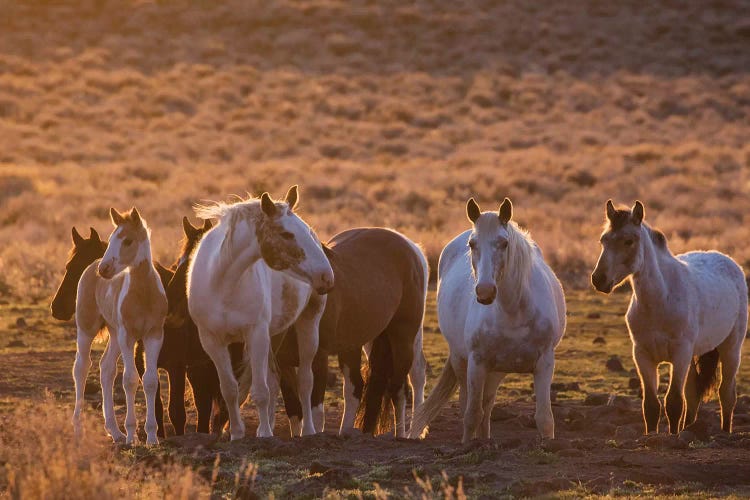 Wild horses at mineral lick