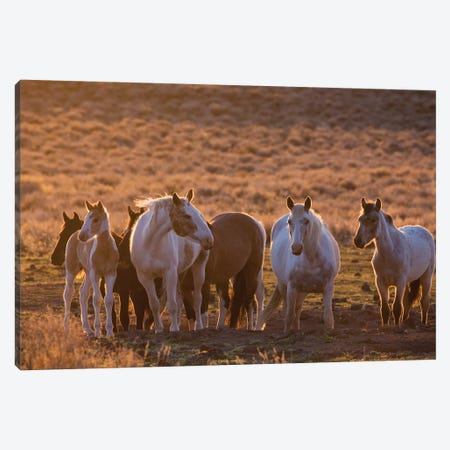 Wild horses at mineral lick Canvas Print #CHE149} by Ken Archer Canvas Print