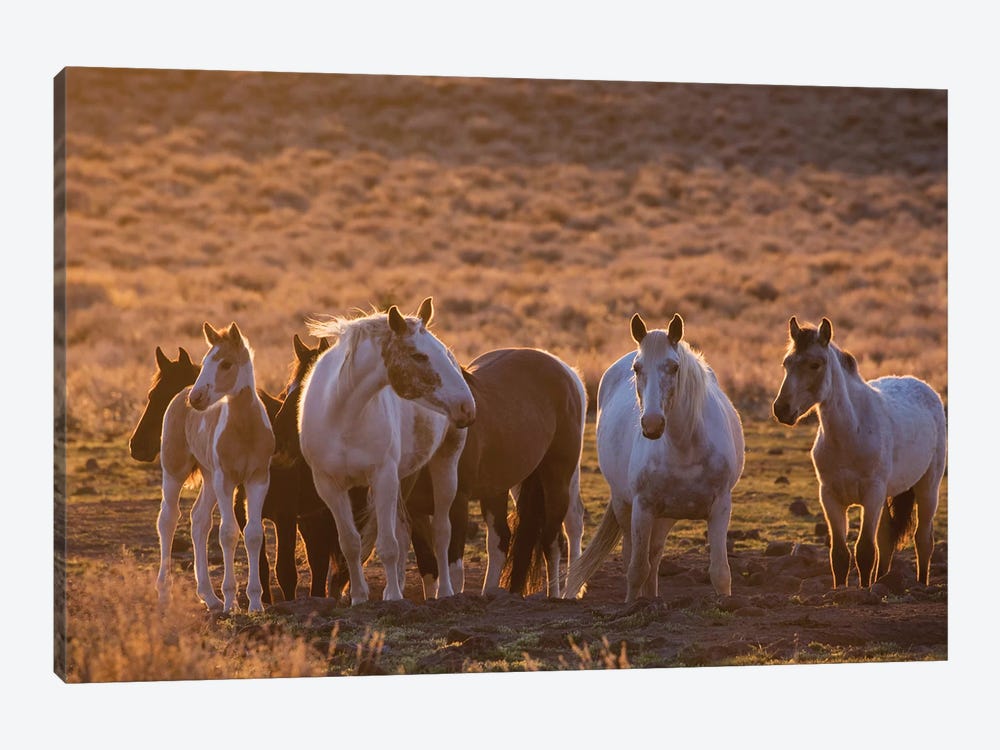 Wild horses at mineral lick by Ken Archer 1-piece Art Print