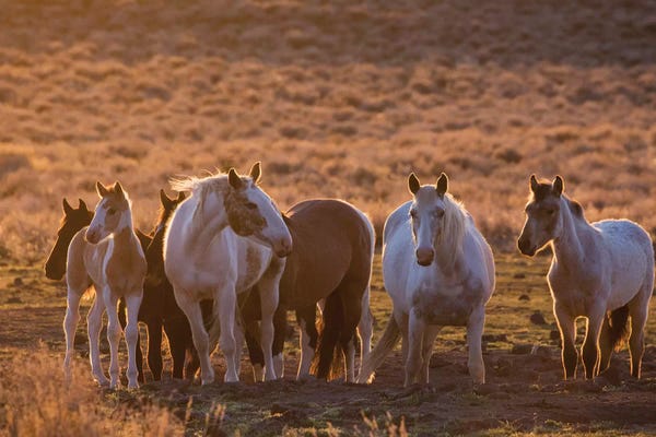 Wild horses at mineral lick