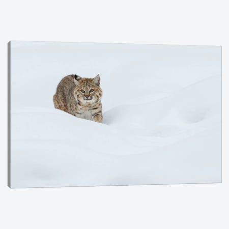 Bobcat, Stalking in deep snow Canvas Print #CHE14} by Ken Archer Art Print