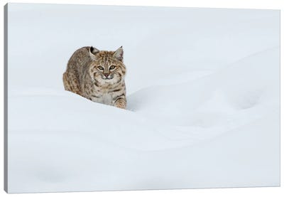 Bobcat, Stalking in deep snow Canvas Art Print