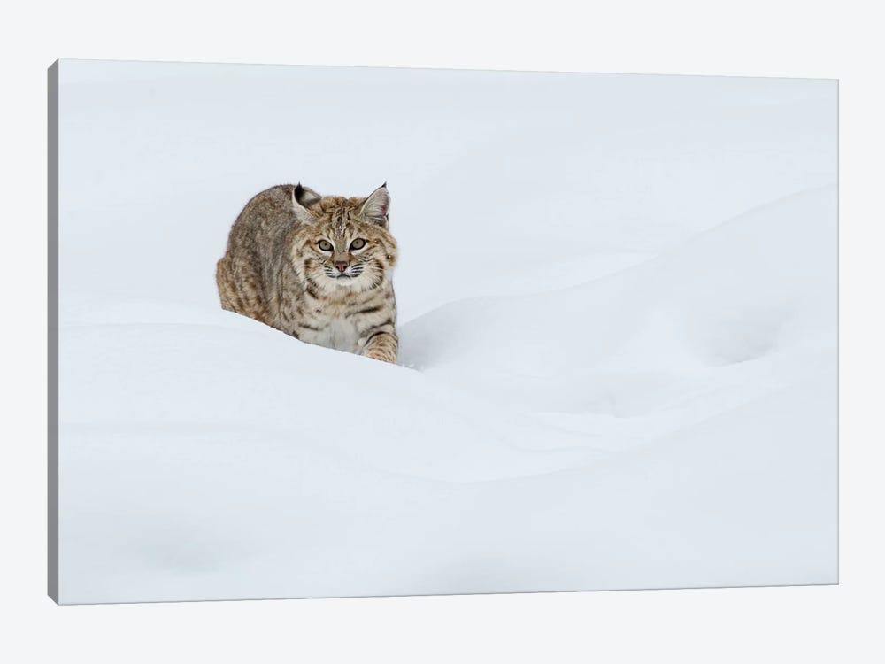 Bobcat, Stalking in deep snow 1-piece Art Print