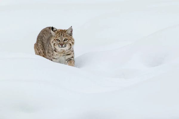 Ken Archer: Bobcat, Stalking in deep snow by Ken Archer