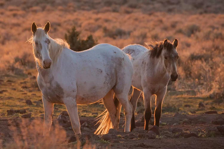 Wild horses at sunset