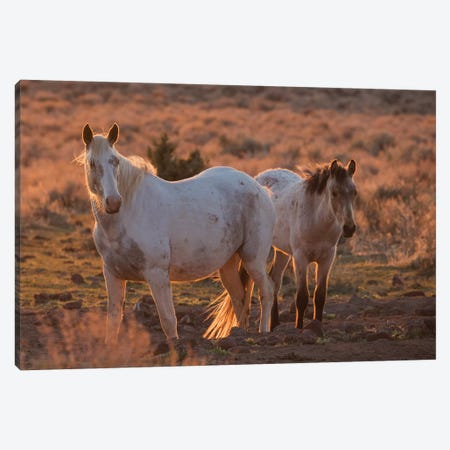 Wild horses at sunset Canvas Print #CHE150} by Ken Archer Canvas Art