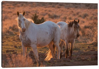 Wild horses at sunset Canvas Art Print