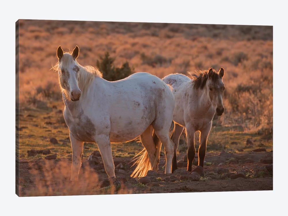Wild horses at sunset by Ken Archer 1-piece Canvas Print