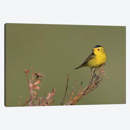 Wilson's warble, Sub-arctic willow Canvas Print #CHE151} by Ken Archer Canvas Artwork