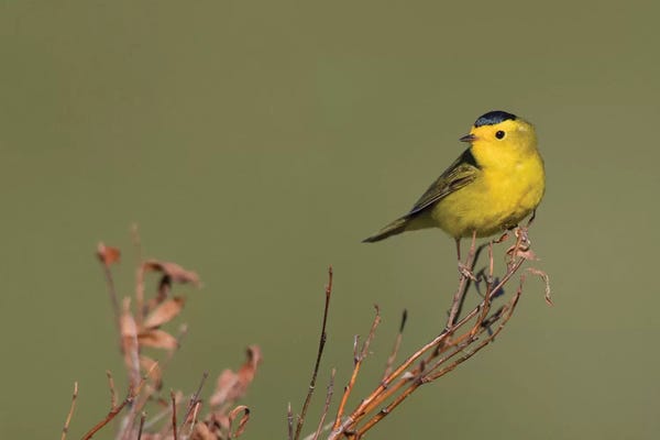 Ken Archer: Wilson's warble, Sub-arctic willow by Ken Archer
