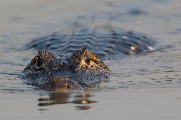 Yacare Caiman by Ken Archer wall art
