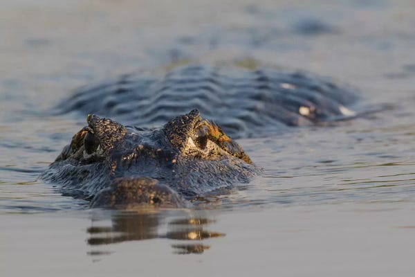 Ken Archer: Yacare Caiman by Ken Archer