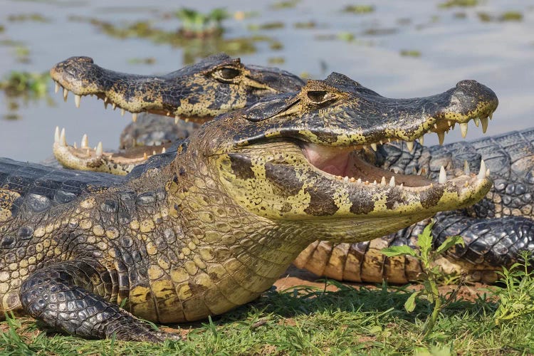 Yacare Caiman basking by Ken Archer wall art