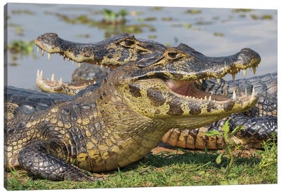 Yacare Caiman basking Canvas Art Print - Crocodile & Alligator Art