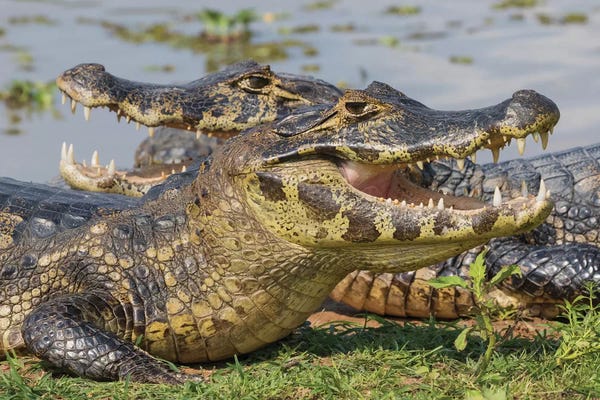 Ken Archer: Yacare Caiman basking by Ken Archer