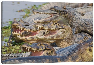 Yacare caiman sunning Canvas Art Print - Crocodile & Alligator Art