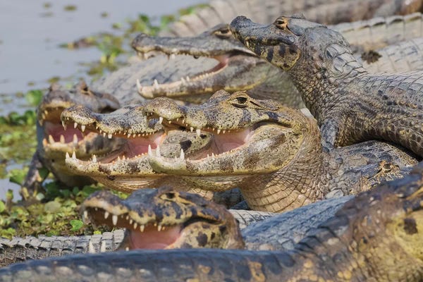 Alligators & Crocodiles: Yacare caiman sunning by Ken Archer