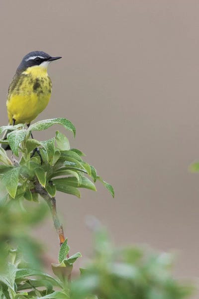 Yellow Wagtail by Ken Archer canvas print