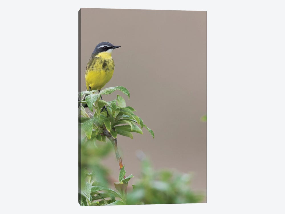 Yellow Wagtail by Ken Archer 1-piece Canvas Wall Art