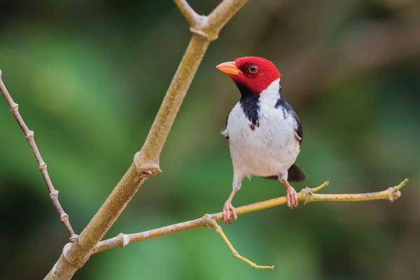 Ken Archer: Yellow-billed cardinal by Ken Archer
