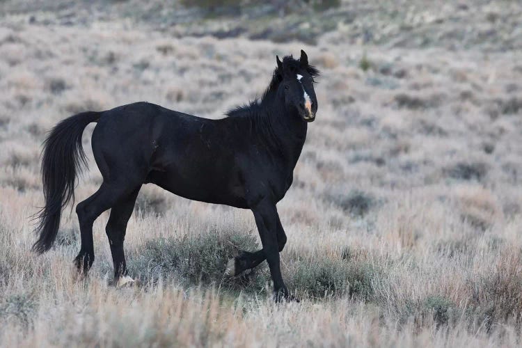 Young black stallion prancing