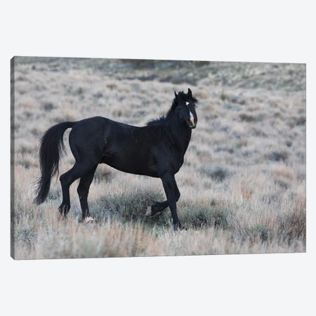 Young black stallion prancing Canvas Print #CHE157} by Ken Archer Art Print