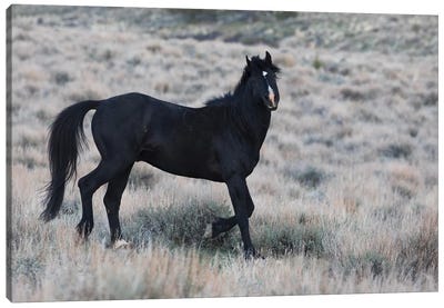 Young black stallion prancing Canvas Art Print