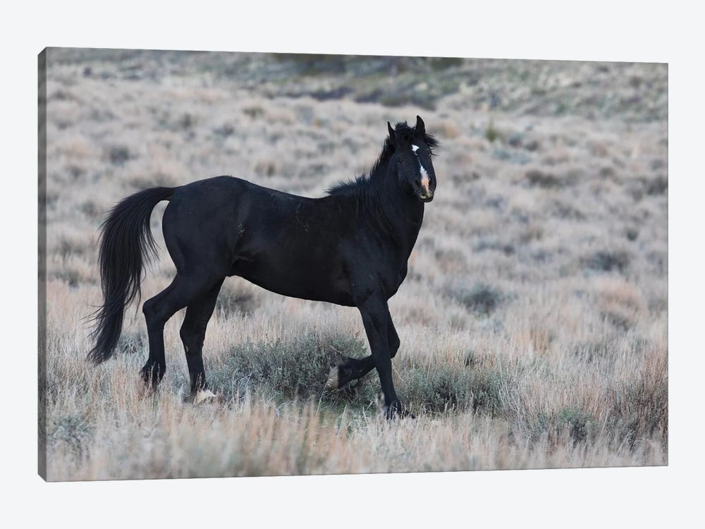Young black stallion prancing by Ken Archer 1-piece Canvas Wall Art