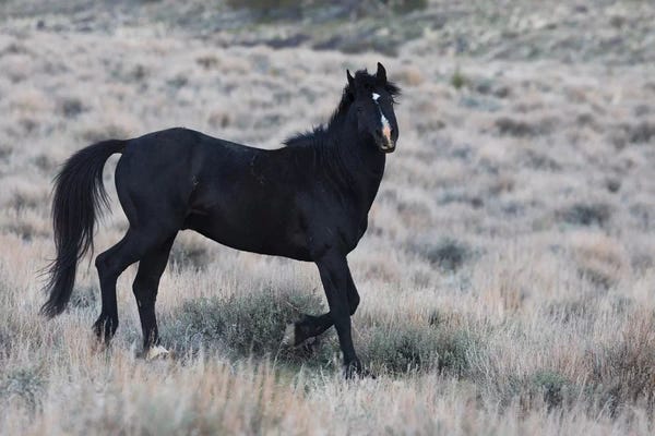 Ken Archer: Young black stallion prancing by Ken Archer