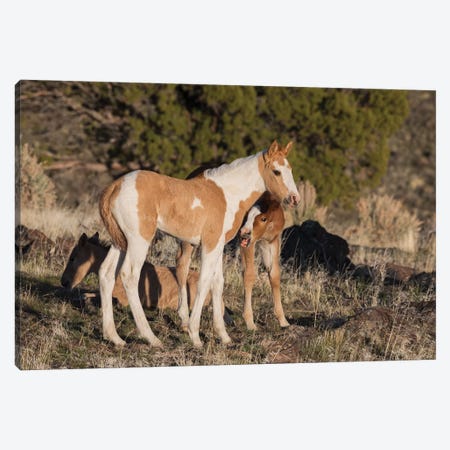 Young playful wild horses Canvas Print #CHE158} by Ken Archer Canvas Art