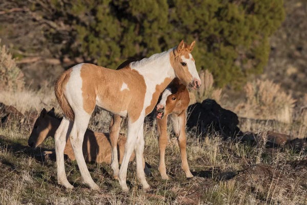 Ken Archer: Young playful wild horses by Ken Archer