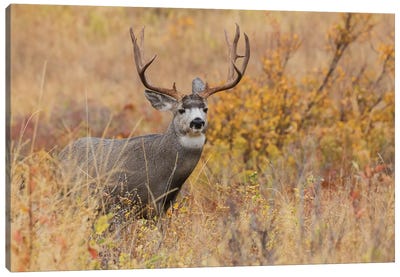 Autumn Mule Deer Buck Canvas Art Print