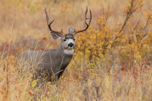 Autumn Mule Deer Buck