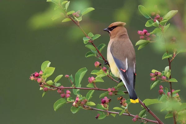 Ken Archer: Cedar Waxwing by Ken Archer