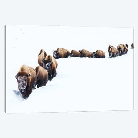 Bison, Winter Migration Canvas Print #CHE161} by Ken Archer Canvas Print