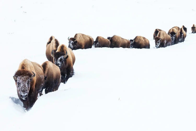 Bison, Winter Migration