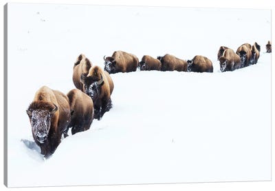 Bison, Winter Migration Canvas Art Print